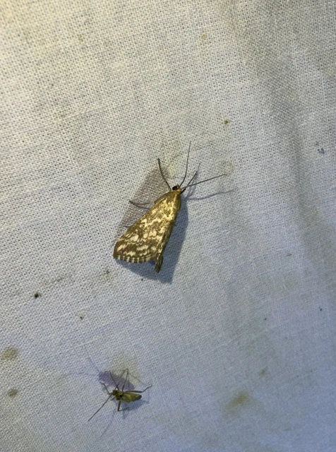 Evergestis frumentalis - tavaszi dudvamoly