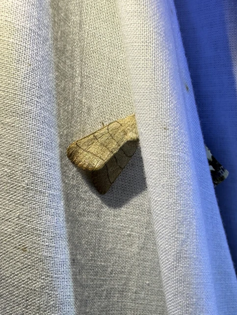 Charanyca trigrammica - háromsávos lombbagoly