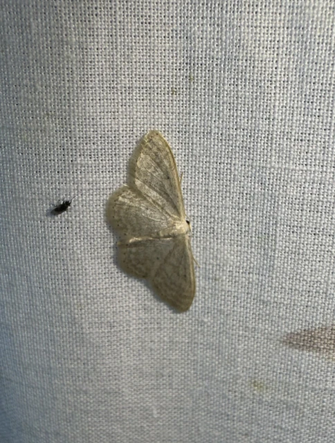 ötvonalas apróaraszoló - Idaea subsericeata