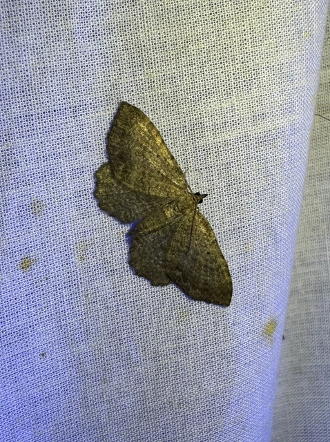 levélsodró araszoló - Philereme vetulata