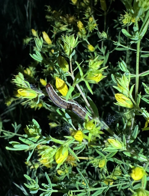 Chloantha hyperici - orbáncfű-sugarasbagoly