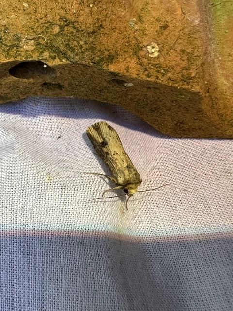 vonalkás földibagoly - Axylia putris