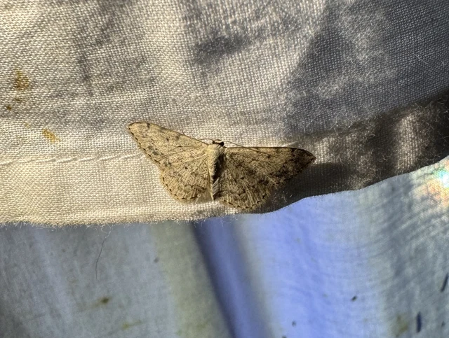 Scopula marginepunctata - pettyes sávosaraszoló