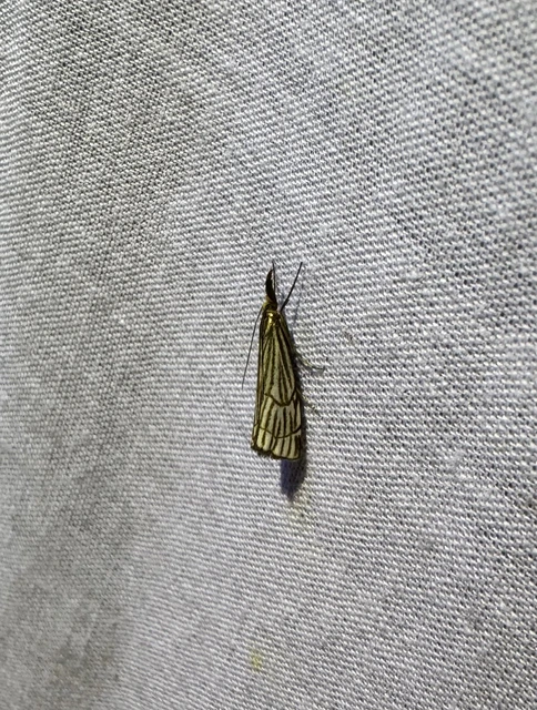 Chrysocramboides craterella - rácsos fűgyökérmoly