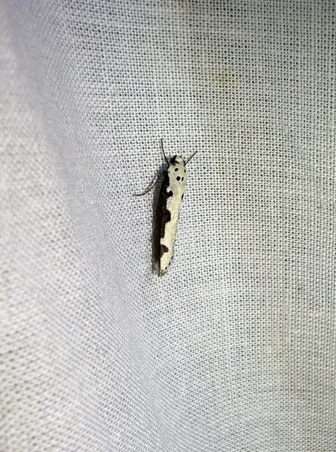 Ethmia