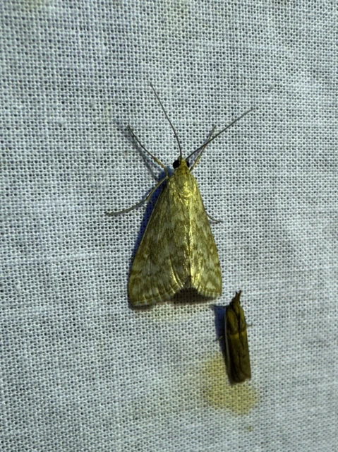 Evergestis frumentalis - tavaszi dudvamoly