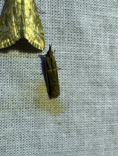 Etiella zinckenella - akácmoly
