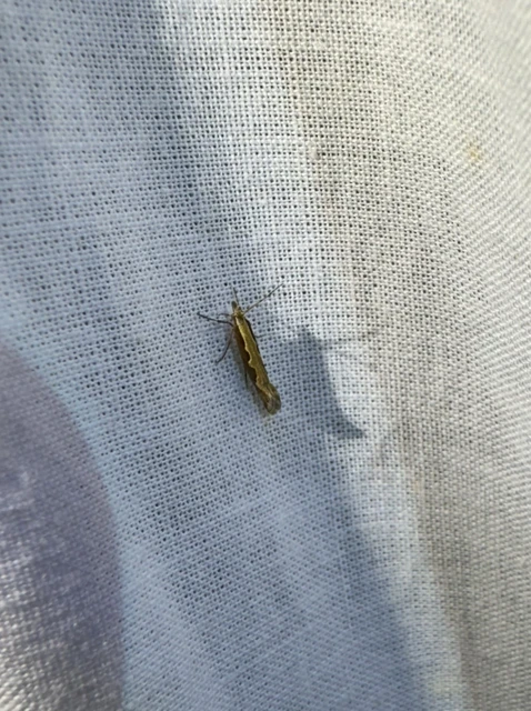Plutella xylostella - káposztamoly