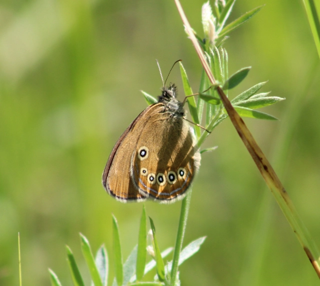 Coenonympha oedippus - ezüstsávos szénalepke