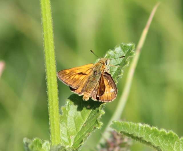 Ochlodes sylvanus - erdei busalepke