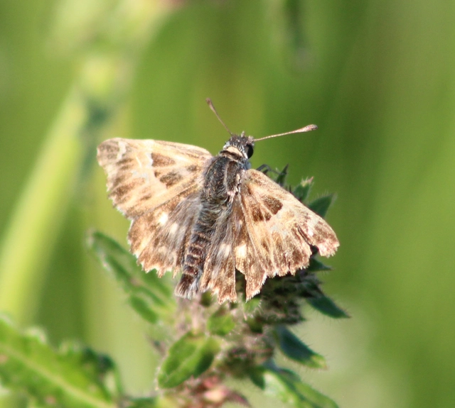 Carcharodus floccifera - pemetefű-busalepke