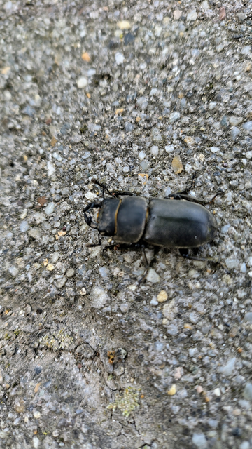 Dorcus parallelipipedus - kis szarvasbogár