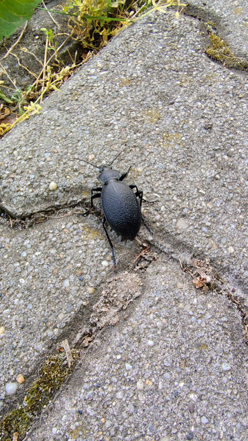 Carabus coriaceus - bőrfutrinka