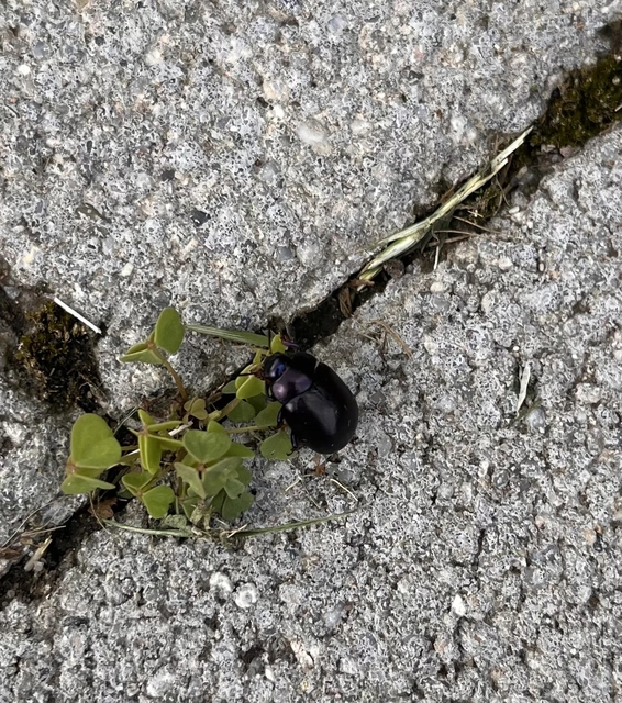 Chrysolina sturmi - vöröslábú levelész
