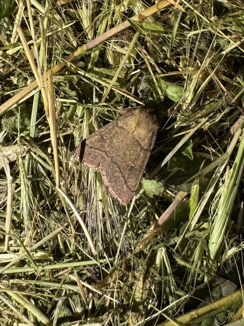 félholdas rétibagoly - Mythimna turca