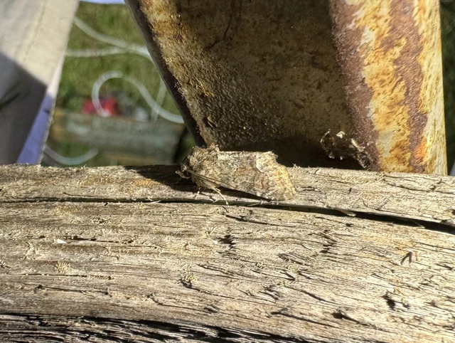 Oligia strigilis/latruncula/versicolor
