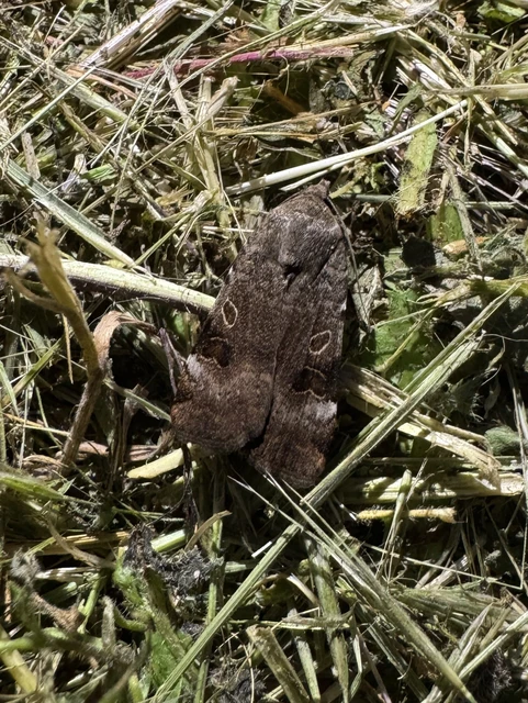 köztes sárgafűbagoly - Noctua interposita