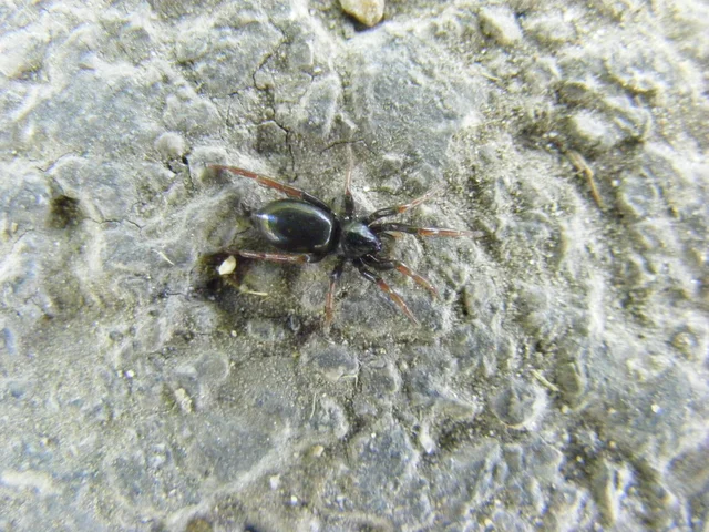 Trachyzelotes pedestris - vöröslábú gyászpók