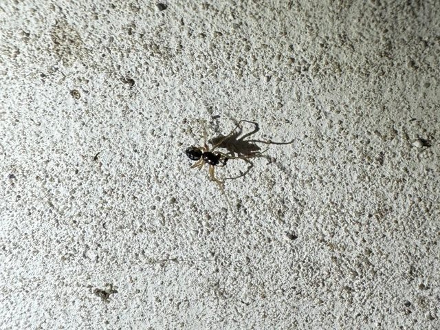 Pachygnatha degeeri