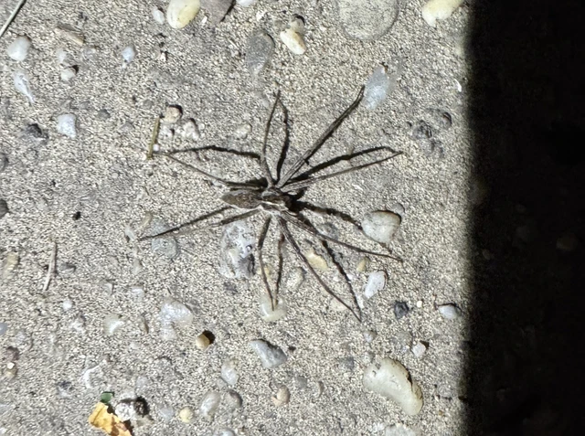 Pisaura mirabilis - csodáspók