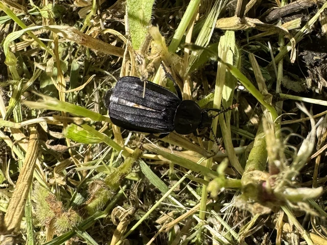 Necrodes littoralis - nagy dögbogár