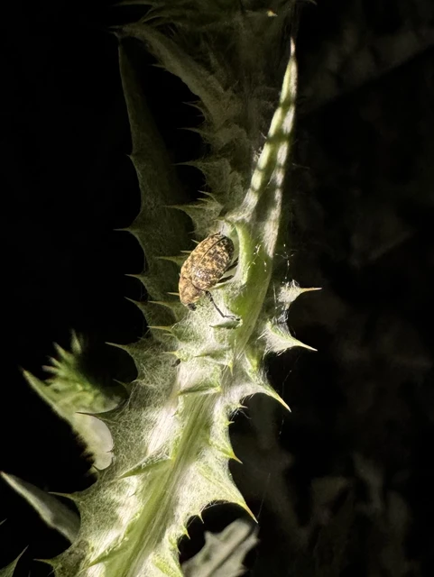 Larinus