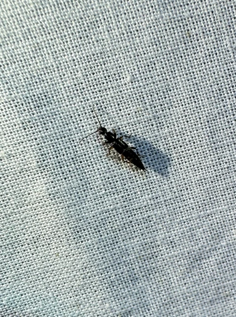Tetartopeus rufonitidus - mocsári mocsárholyva