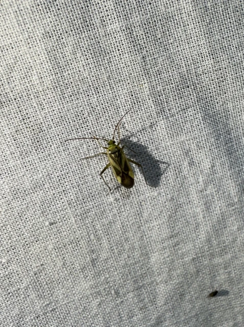 Adelphocoris lineolatus - lucernapoloska