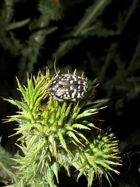Oxythyrea funesta - sokpettyes virágbogár