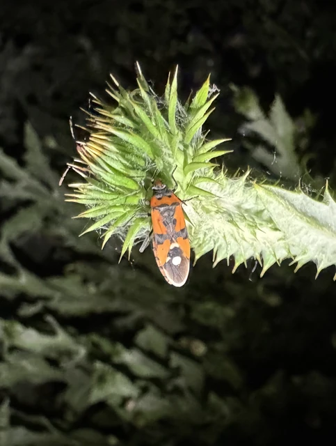 Lygaeus equestris/simulans