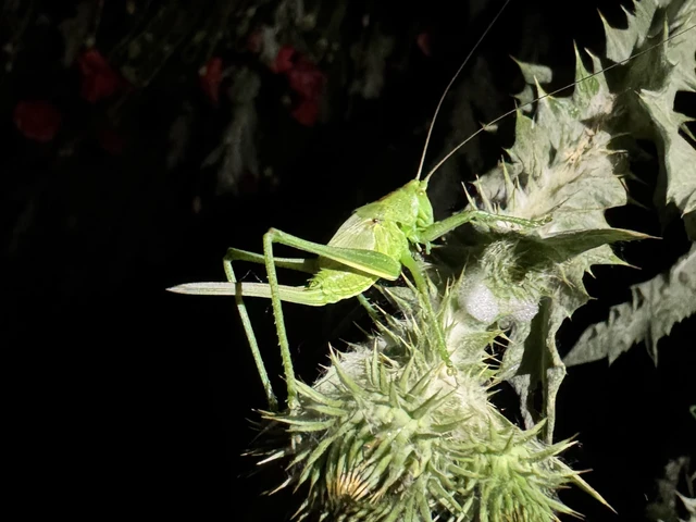 Tettigonia viridissima - zöld lombszöcske