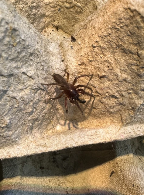 Gnaphosidae - kövipókok