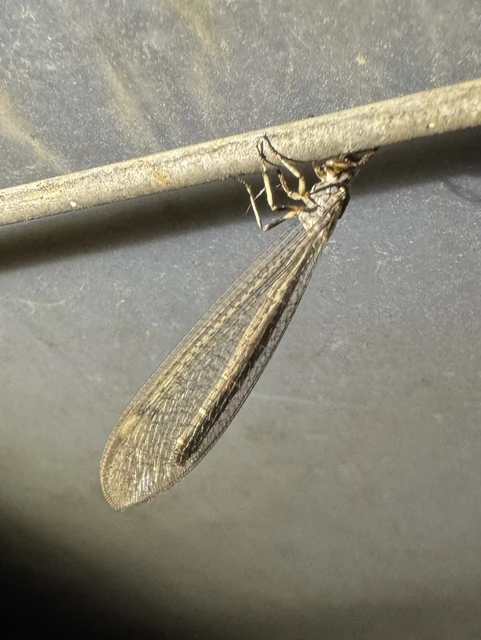 Myrmeleon