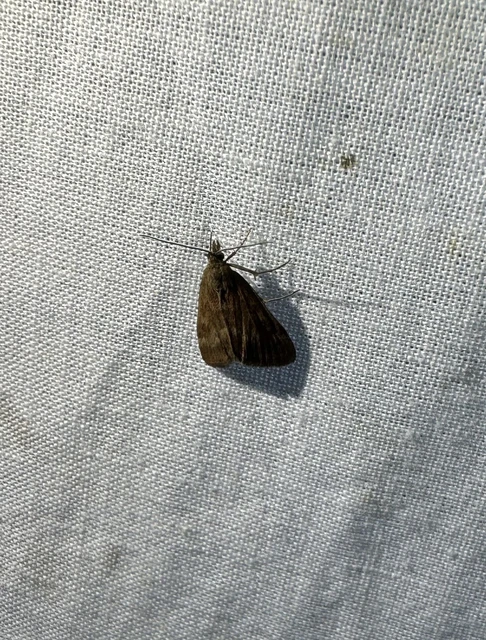 Pyrausta despicata - réti bíbormoly