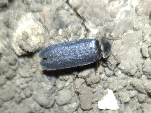 Lampyris noctiluca - nagy szentjánosbogár