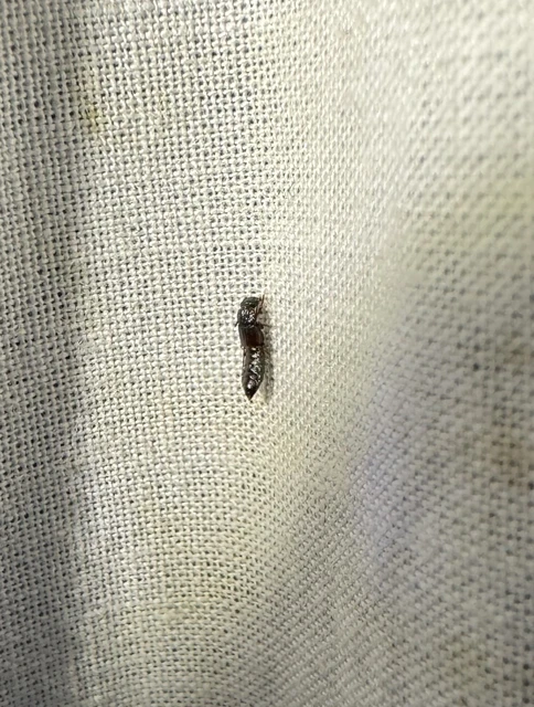 Anotylus Anotylus