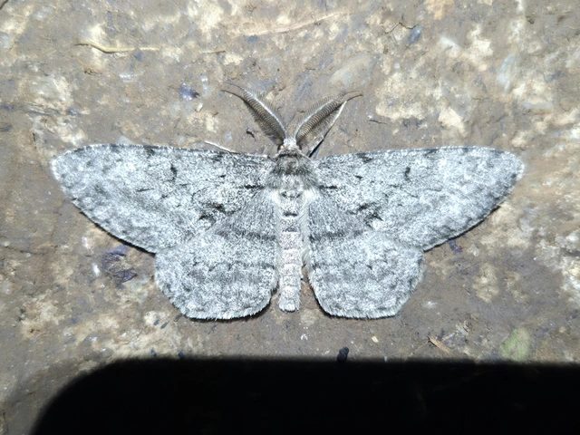 Hypomecis roboraria - nagy tölgyfaaraszoló