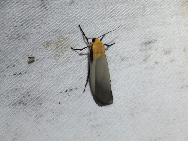 Lithosia quadra - négypettyes zuzmószövő