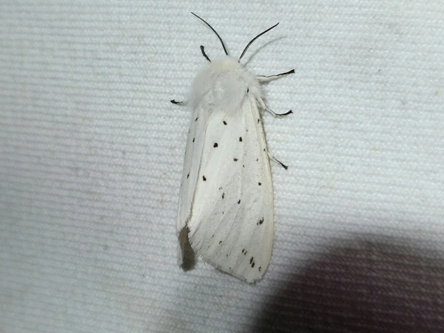 Spilosoma lubricipedum - tejszínű medvelepke
