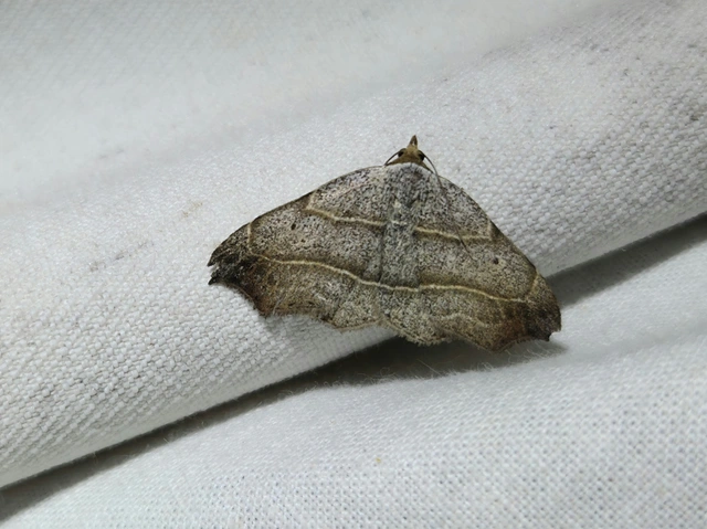 Laspeyria flexula - zuzmóbagoly