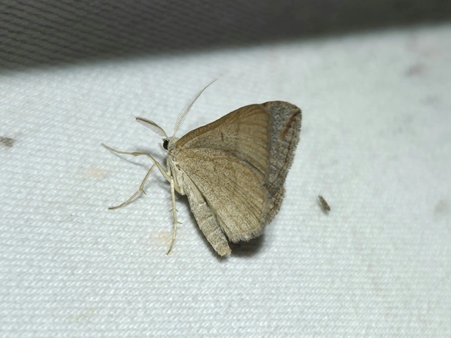 Scotopteryx mucronata/luridata/ignorata
