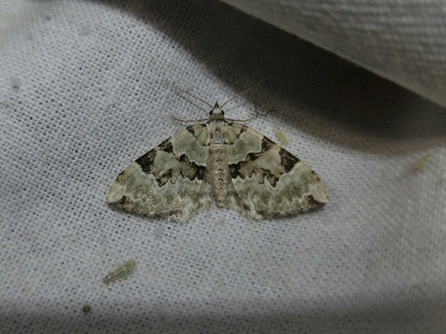 Colostygia pectinataria - zöld levélaraszoló