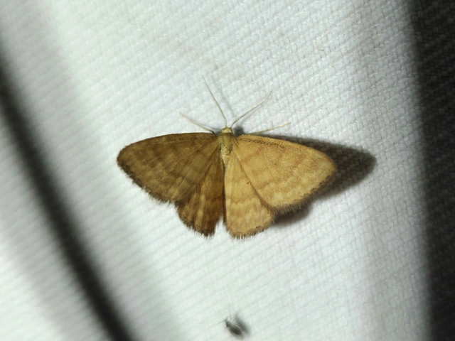 Idaea serpentata - kis sávosaraszoló