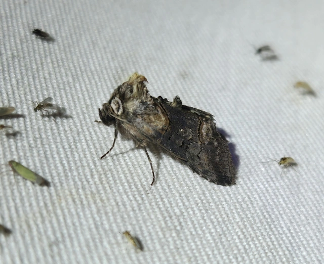 Abrostola