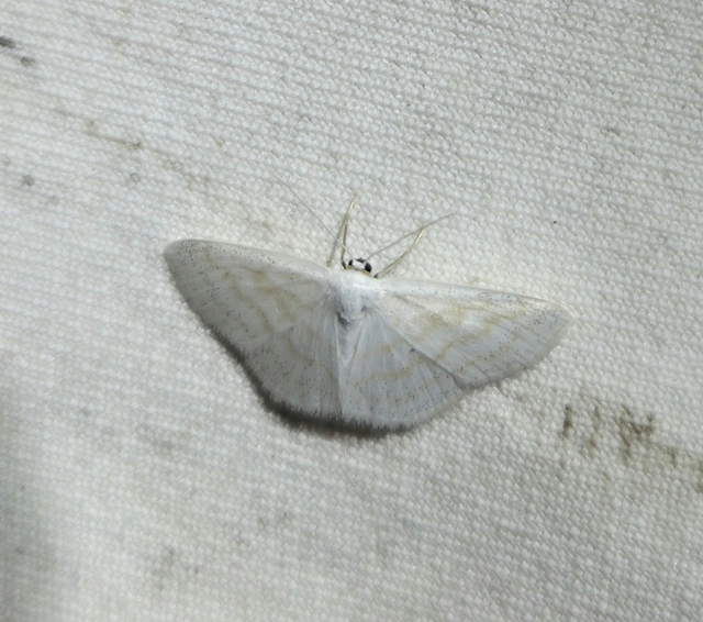 Scopula caricaria - mocsári fehéraraszoló