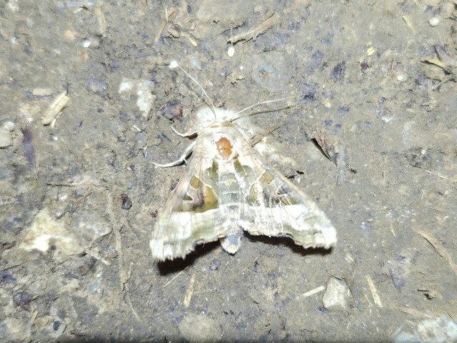 Phlogophora meticulosa - vándorló csipkésbagoly