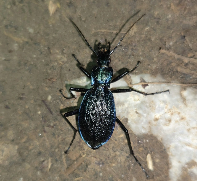 Carabus intricatus - kék laposfutrinka