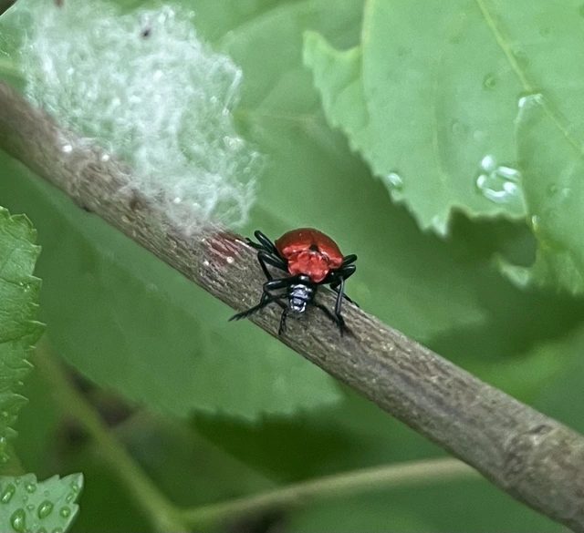 Pyrochroa coccinea - nagy bíborbogár
