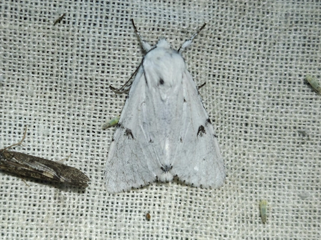 Acronicta leporina - fehér szigonyosbagoly