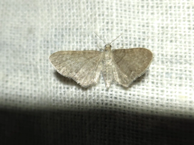 Eupithecia plumbeolata - ólomszínű törpearaszoló